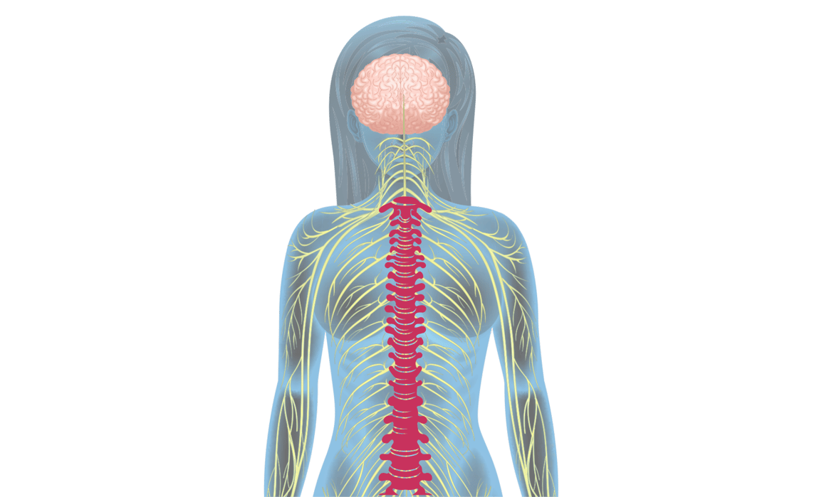 Central Nervous System _no titlex