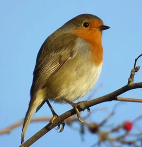 A quite round robin.