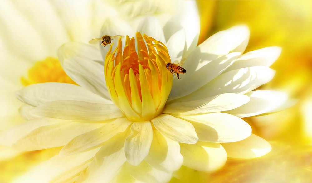 bees-pollination-cooperation-metaphor-sales