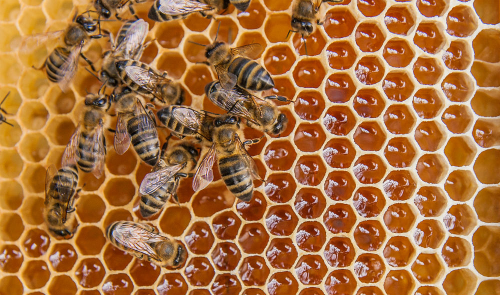 megadeals-beeswarm.jpg