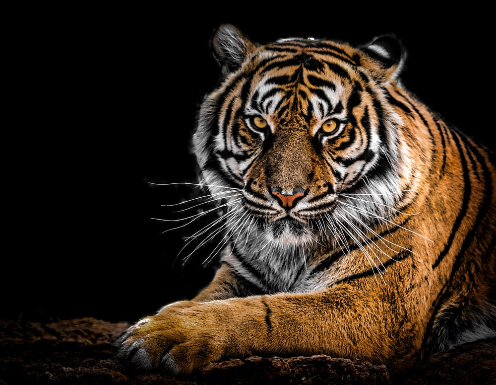 tiger-team-to-drive-value-conversations